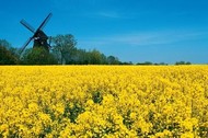 Flowering rapeseed in front of windmill